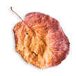 http://www.elevatedlux.com/wp-content/uploads/2020/11/small_leaf_02-2.png